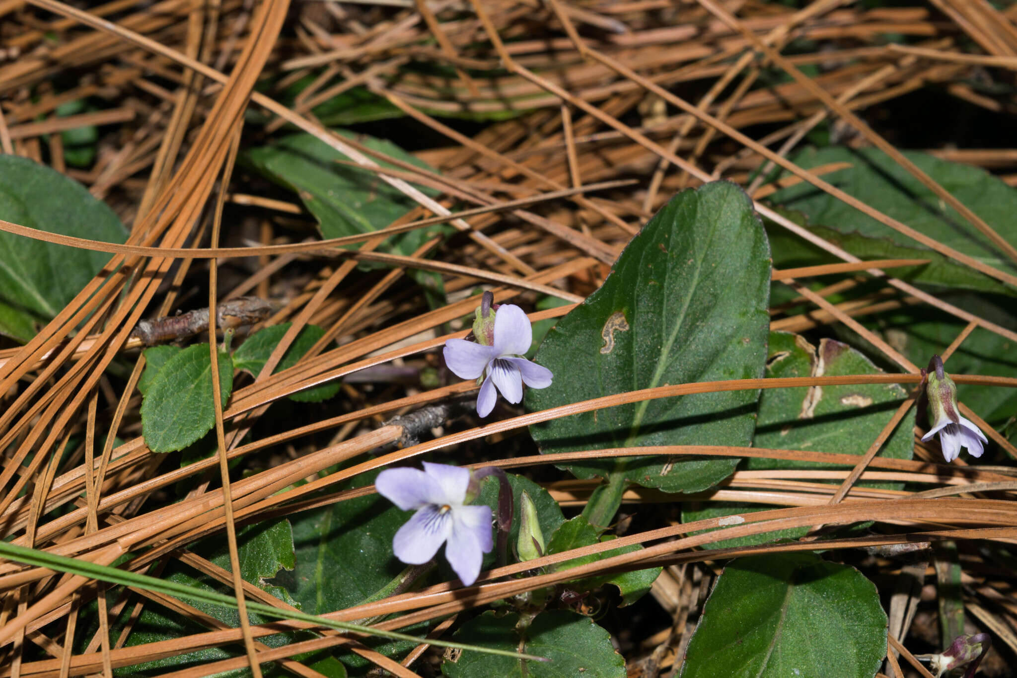 Image of Ponderosa violet