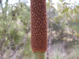 Image of Xanthorrhoea resinosa Pers.