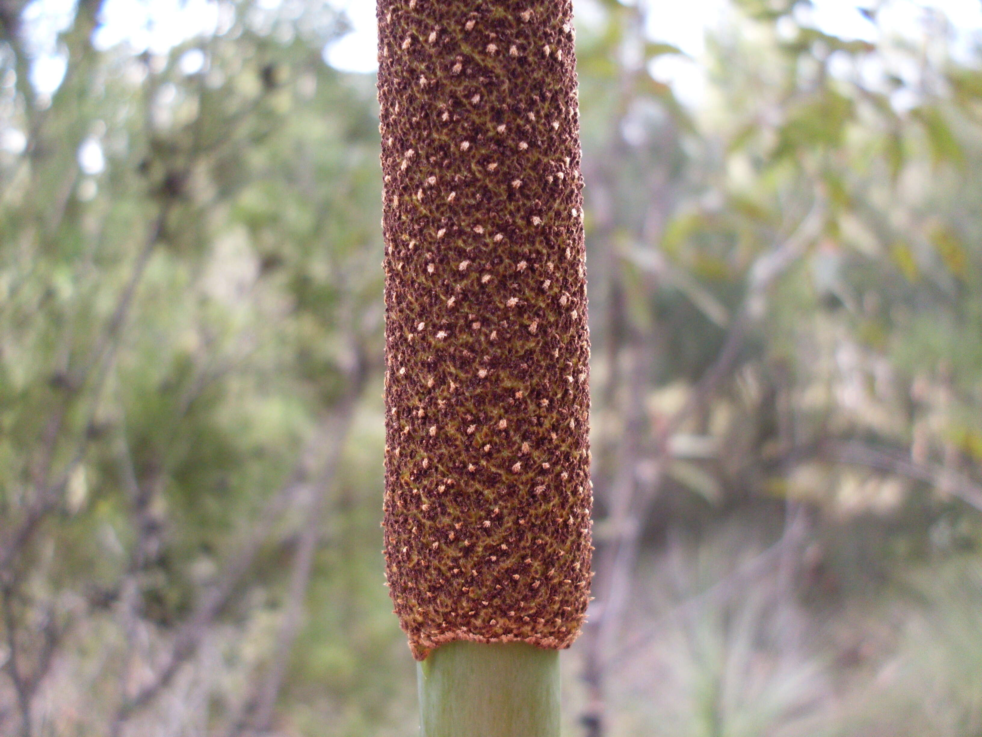 Image of Xanthorrhoea resinosa Pers.