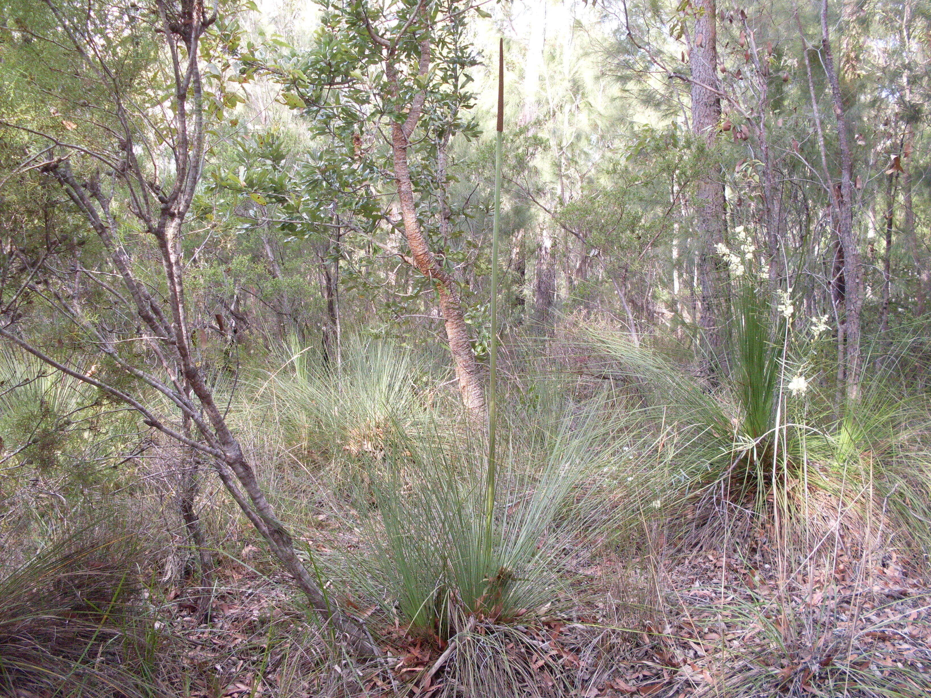 Image of Xanthorrhoea resinosa Pers.