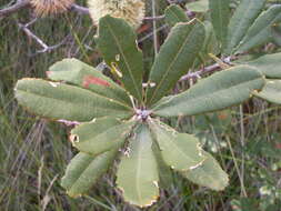 Image of Banksia oblongifolia Cav.