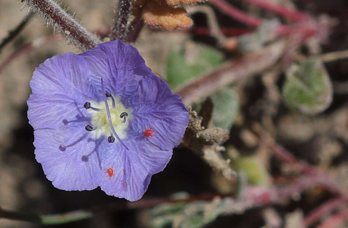 Phacelia ciliata Benth.的圖片