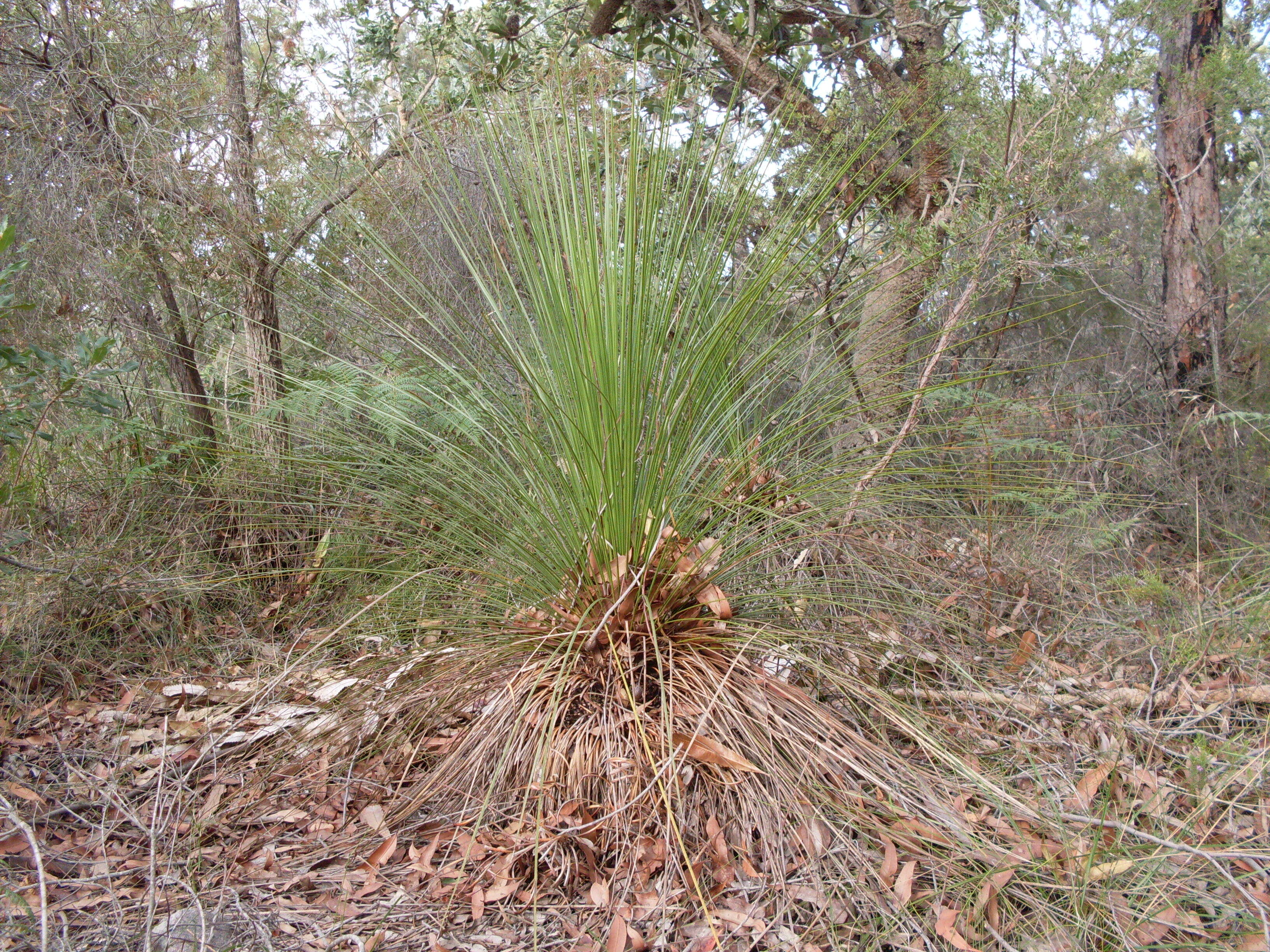 Image of Xanthorrhoea resinosa Pers.