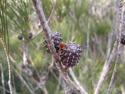 Image of Allocasuarina distyla (Vent.) L. A. S. Johnson