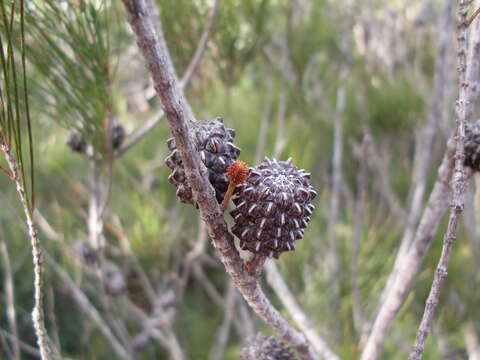 Image of Allocasuarina distyla (Vent.) L. A. S. Johnson