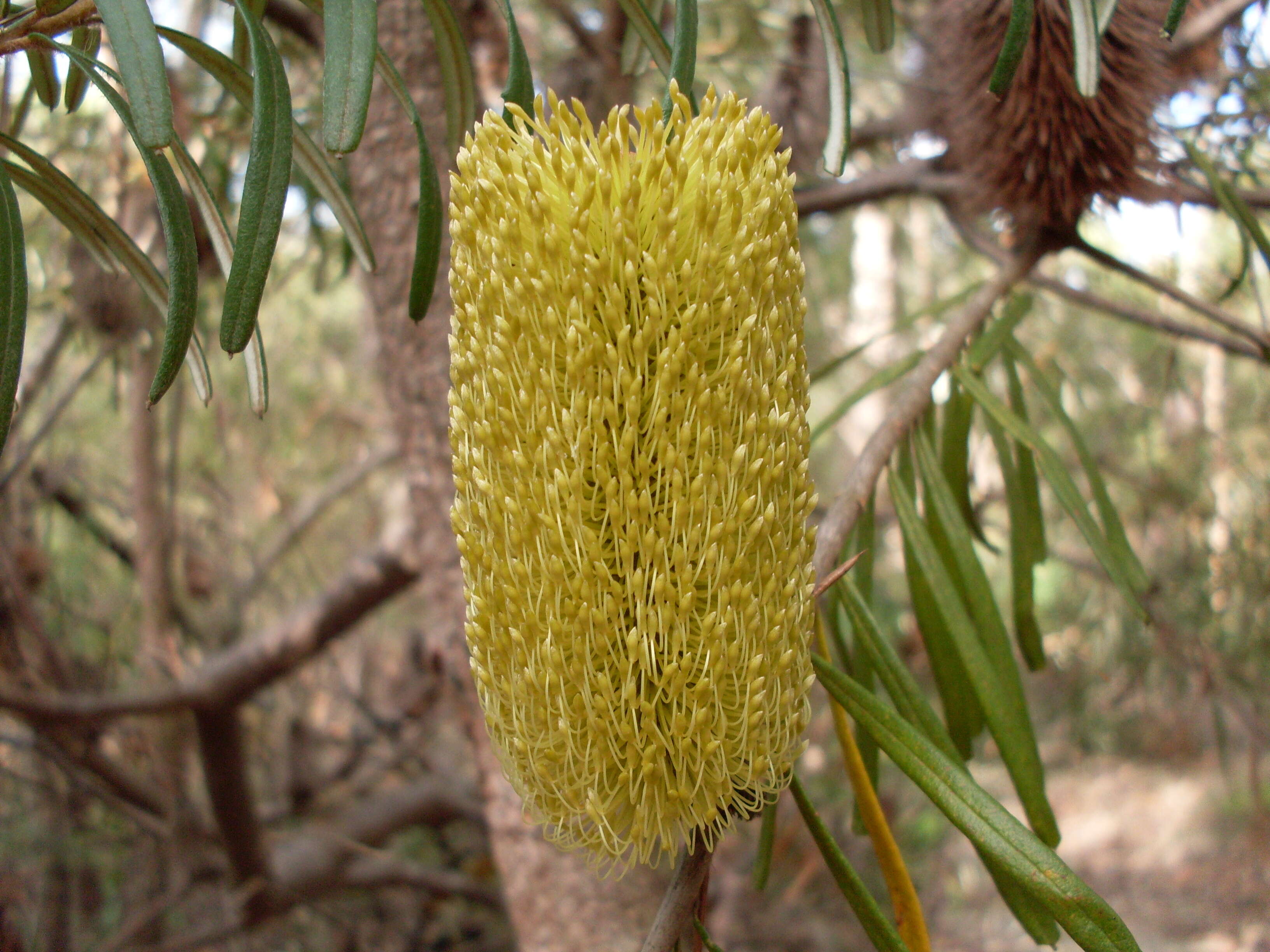 Image of silver banksia