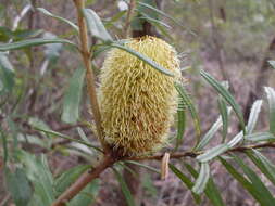 Image of silver banksia