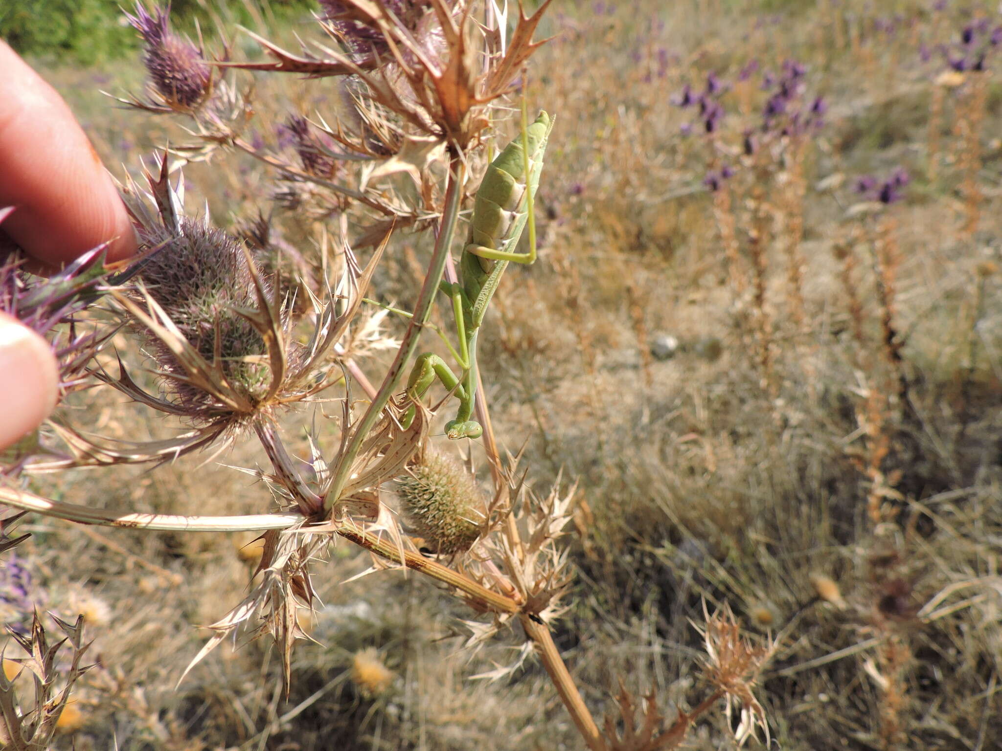 Image of Carolina Mantis