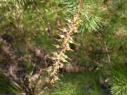 Image of Persoonia pinifolia R. Br.