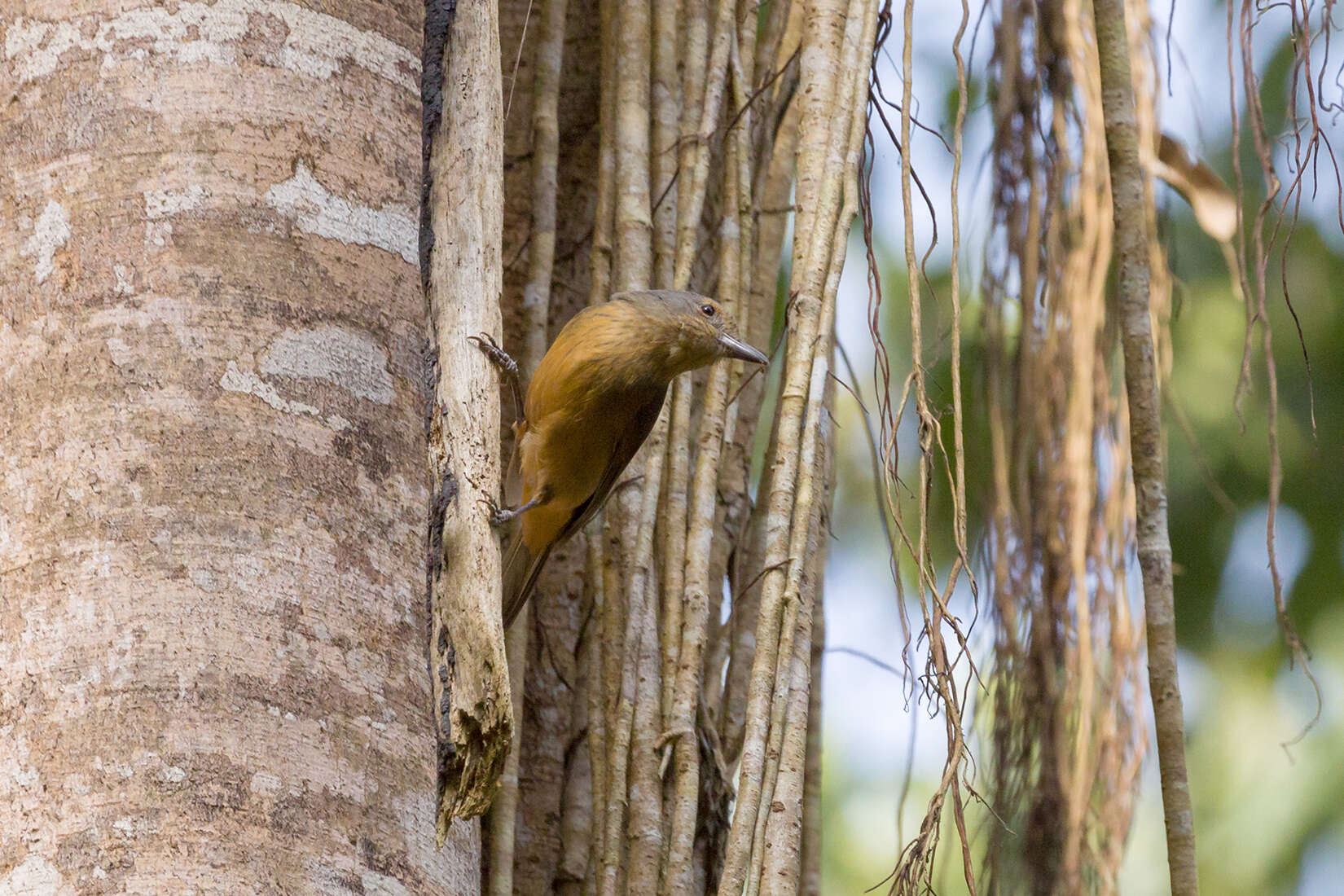 Image of Bower's Shrike-thrush