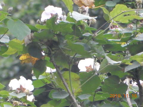 Image of Hibiscus makinoi Y. Jotani & H. Ohba