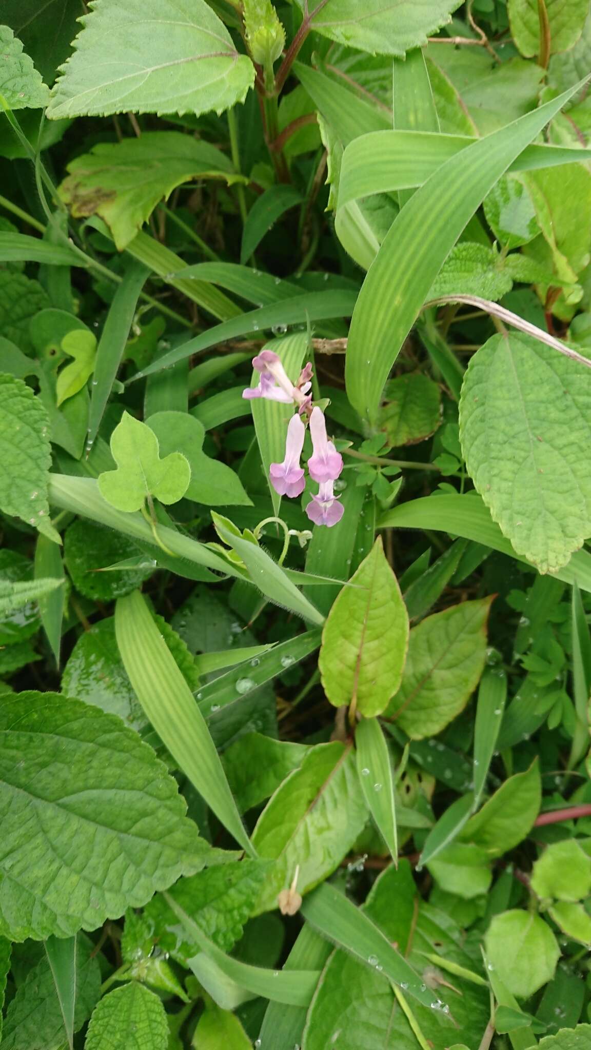 Image of Corydalis decumbens (Thunb.) Pers.