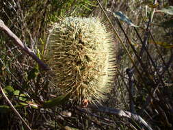 Image of Banksia oblongifolia Cav.