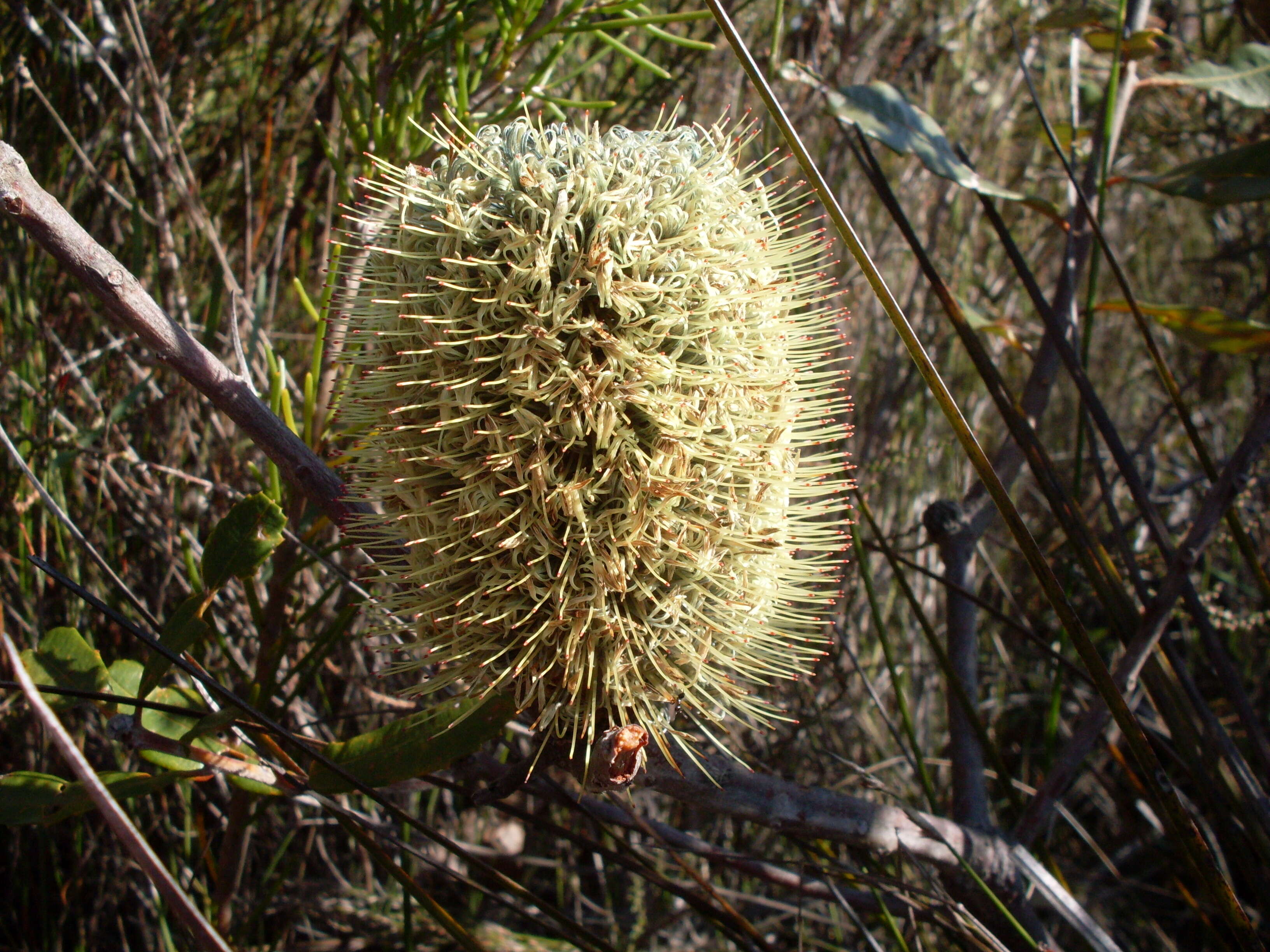 Image of Banksia oblongifolia Cav.