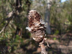 Image of Petrophile pulchella (Schrader & Wendl.) R. Br.