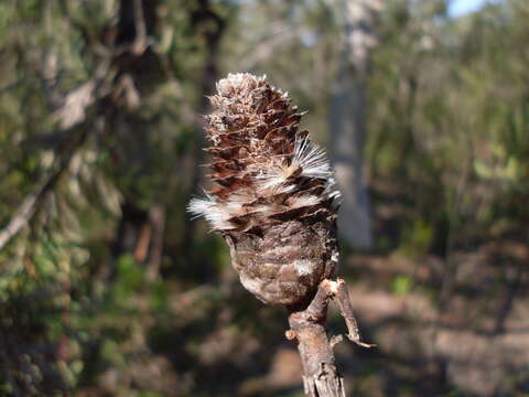 Image of Petrophile pulchella (Schrader & Wendl.) R. Br.