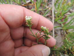 Image of Common Fringe Falseslugwort