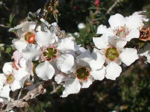 Image of Pink Tea Tree