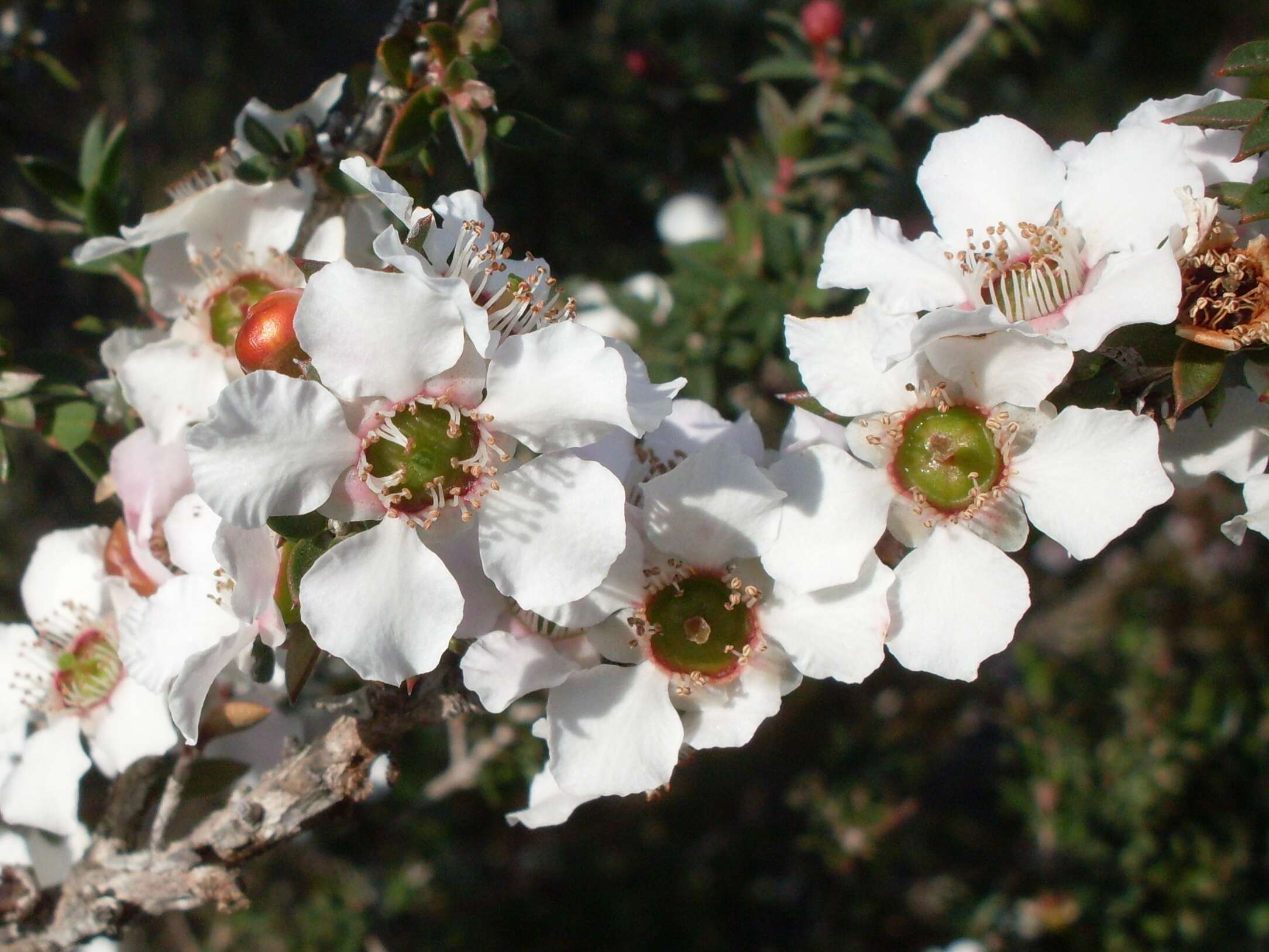 Image of Pink Tea Tree