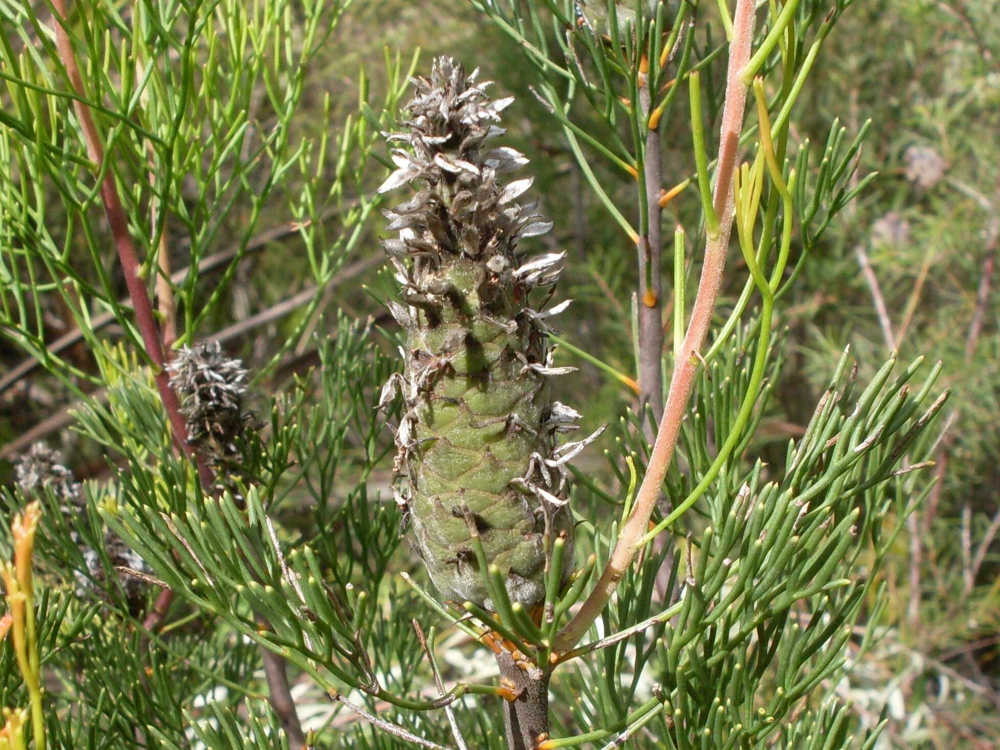 Image of Petrophile pulchella (Schrader & Wendl.) R. Br.