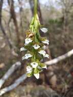 Слика од Aulosepalum hemichrea (Lindl.) Garay