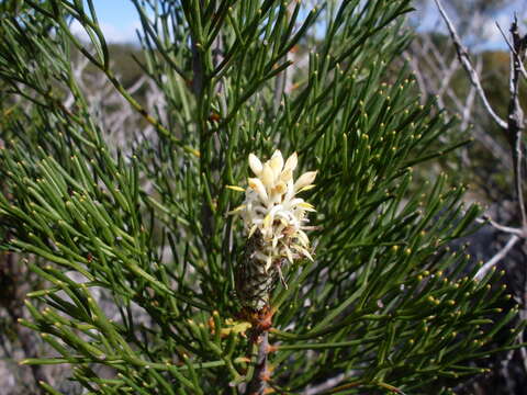 Image of Petrophile pulchella (Schrader & Wendl.) R. Br.