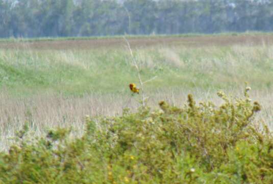 Image of Brown-headed Bunting