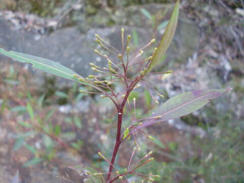 Image of Dodonaea triquetra Wendl.