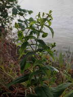 Image of Hypericum hircinum L.