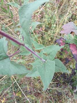 Image of Ageratina deltoidea (Jacq.) R. King & H. Rob.