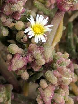 Image of slenderleaf iceplant