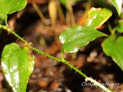 Image de Smilax sieboldii Miq.