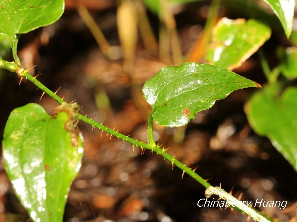 Image of Smilax sieboldii Miq.