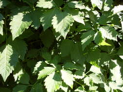 Image of Cayratia clematidea (F. Müll.) Domin