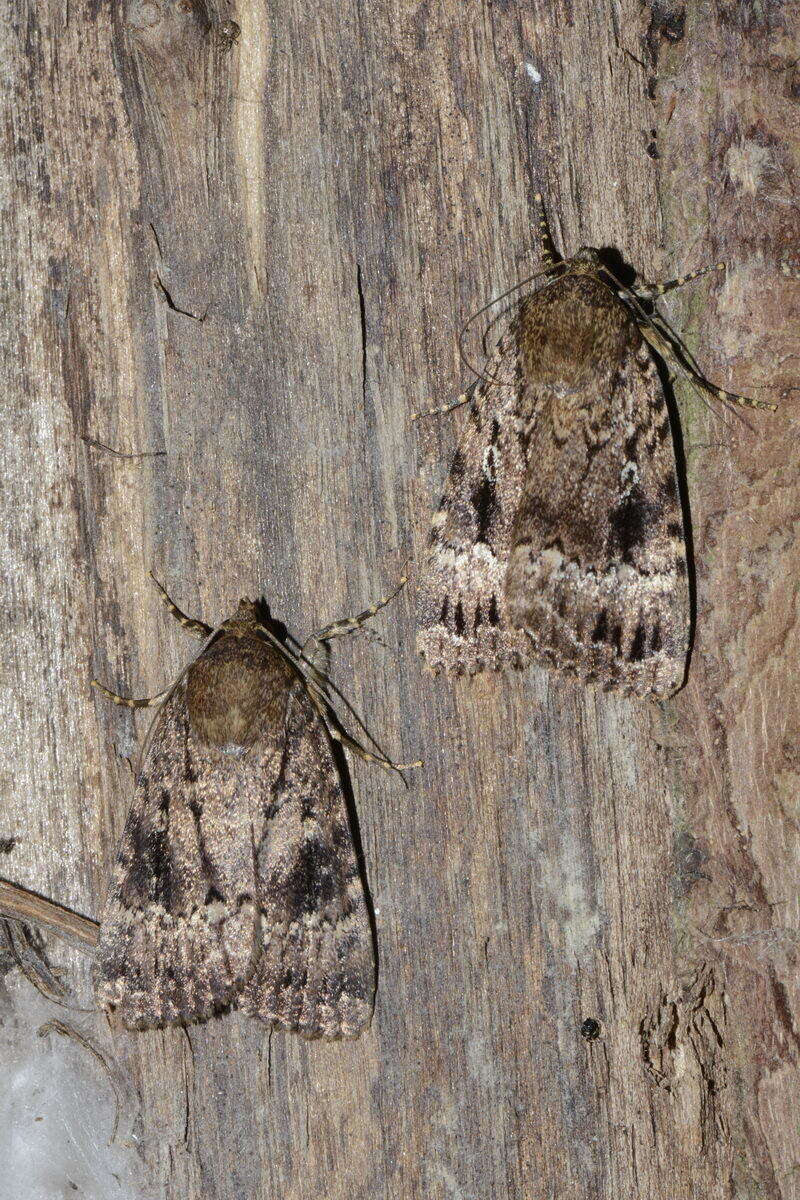 Слика од Amphipyra pyramidea Linnaeus 1758