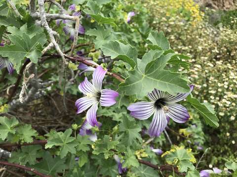 Image of Malva pacifica M. F. Ray