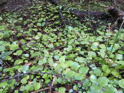 Image of Centella uniflora (Col.) Nannf.