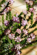 Plancia ëd Erica similis (N. E. Br.) E. G. H. Oliver