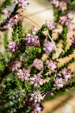 Image of Erica similis (N. E. Br.) E. G. H. Oliver