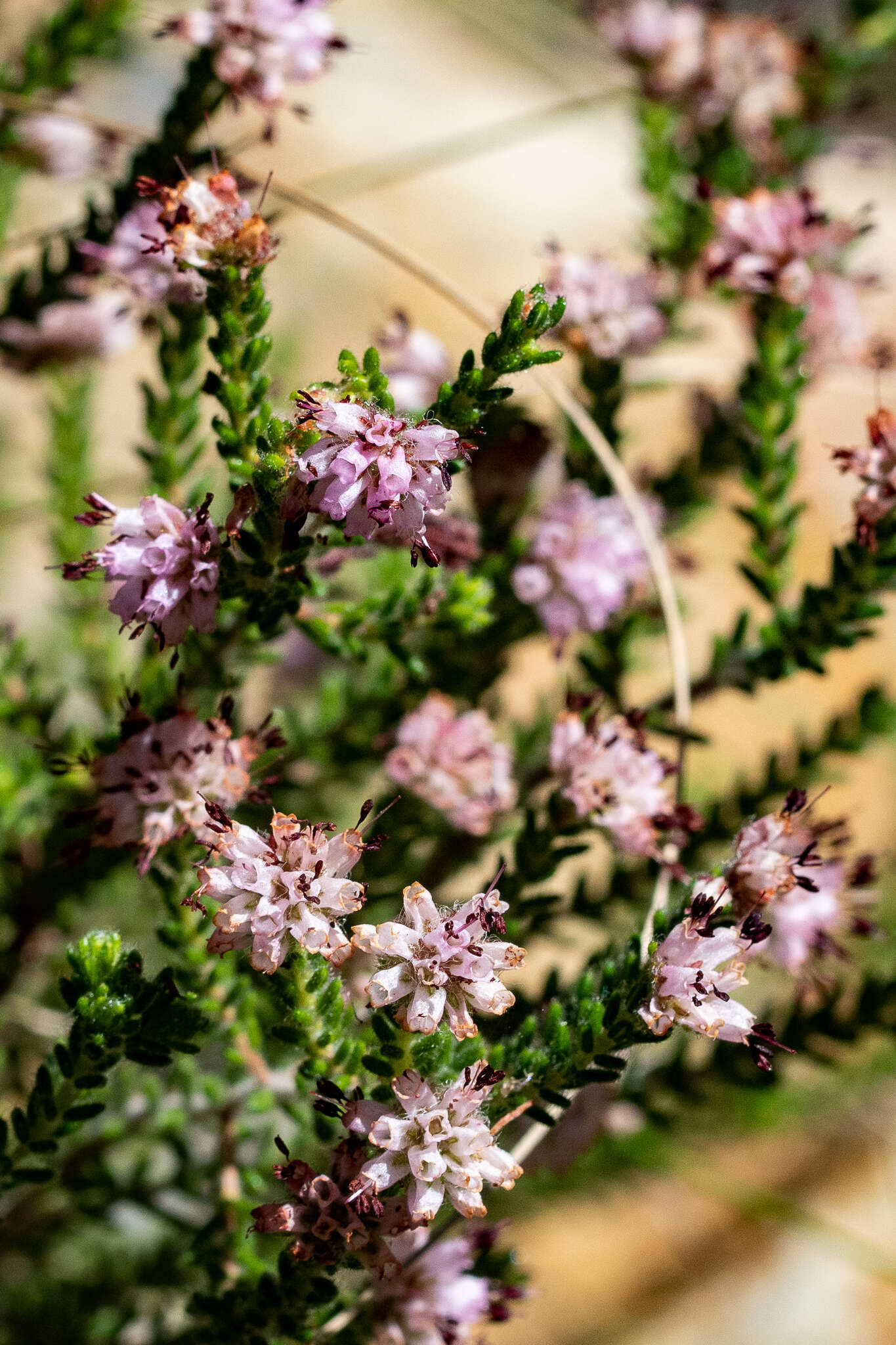 Image of Erica similis (N. E. Br.) E. G. H. Oliver