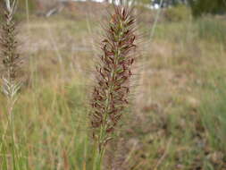 Imagem de Pennisetum alopecuroides