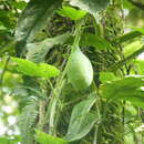 Image of Passiflora lobata (Killip) Hutch. ex J. M. Mac Dougal