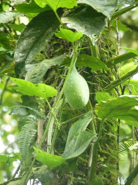 Sivun Passiflora lobata (Killip) Hutch. ex J. M. Mac Dougal kuva