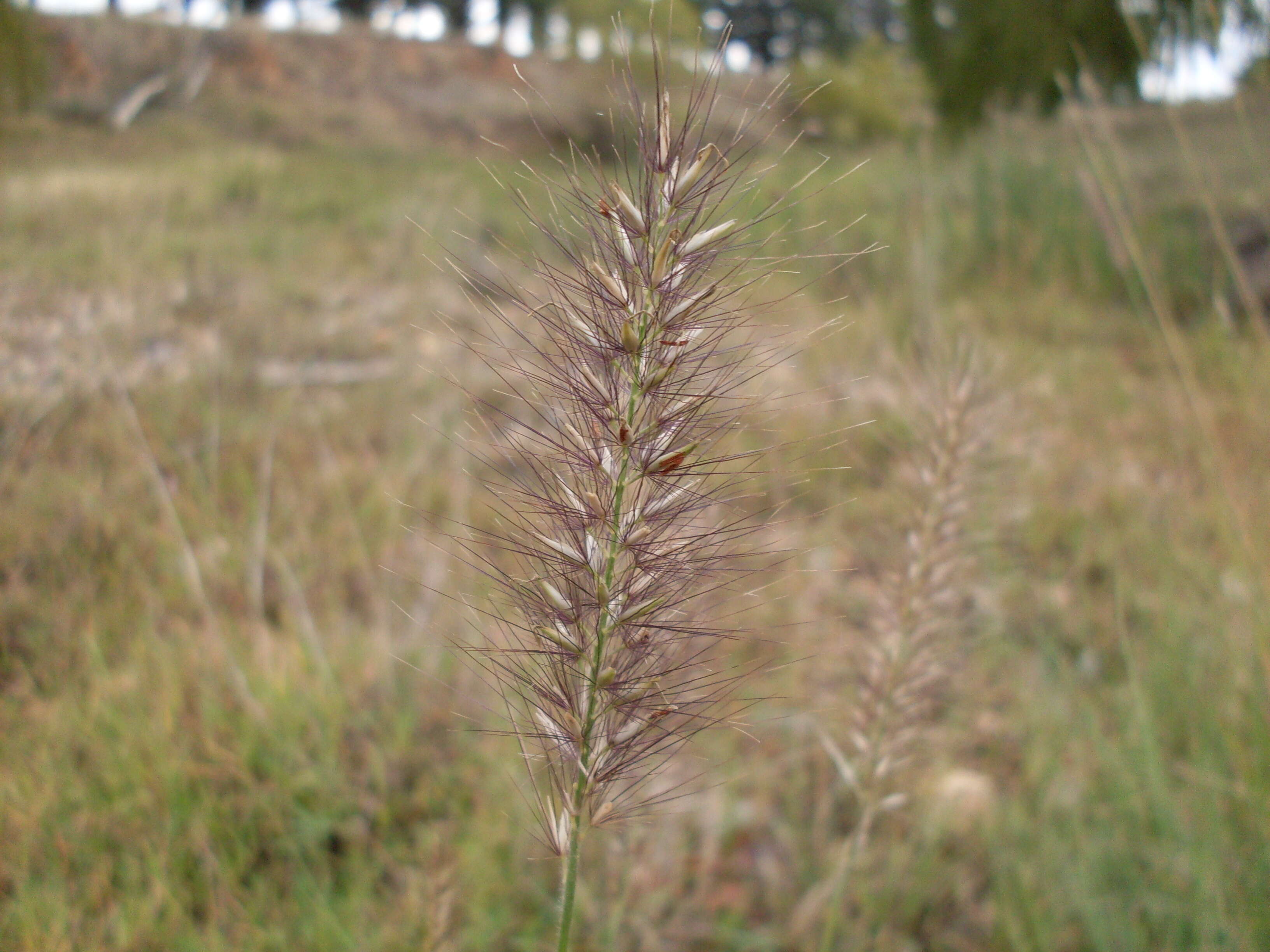 Imagem de Pennisetum alopecuroides