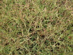 Image of Buffalo Quick Paspalum