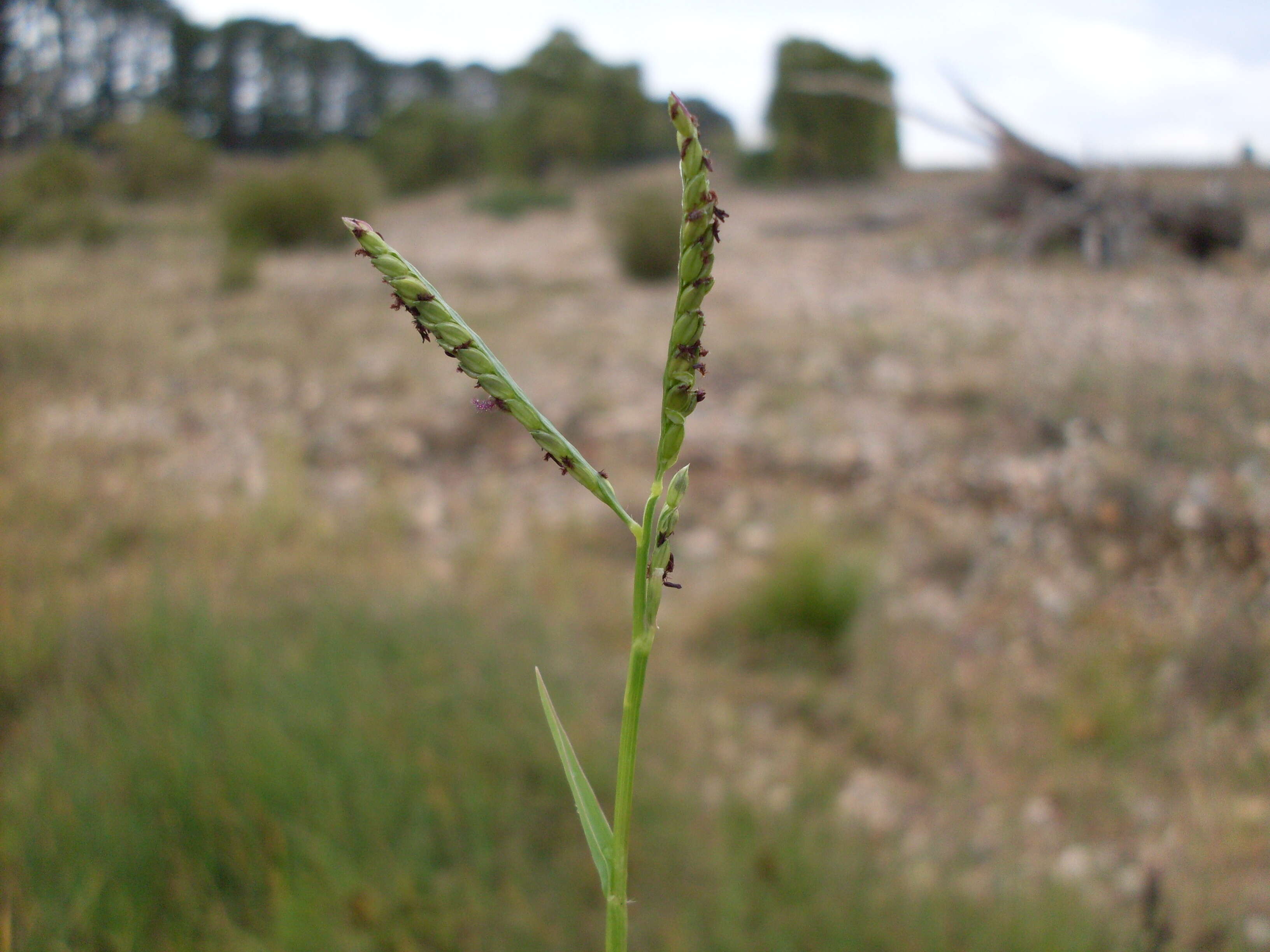 Image of Buffalo Quick Paspalum