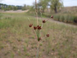 Juncus articulatus L. resmi