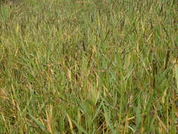 Image of Buffalo Quick Paspalum