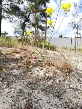 Image of Linaria viscosa (L.) Dum.-Courset