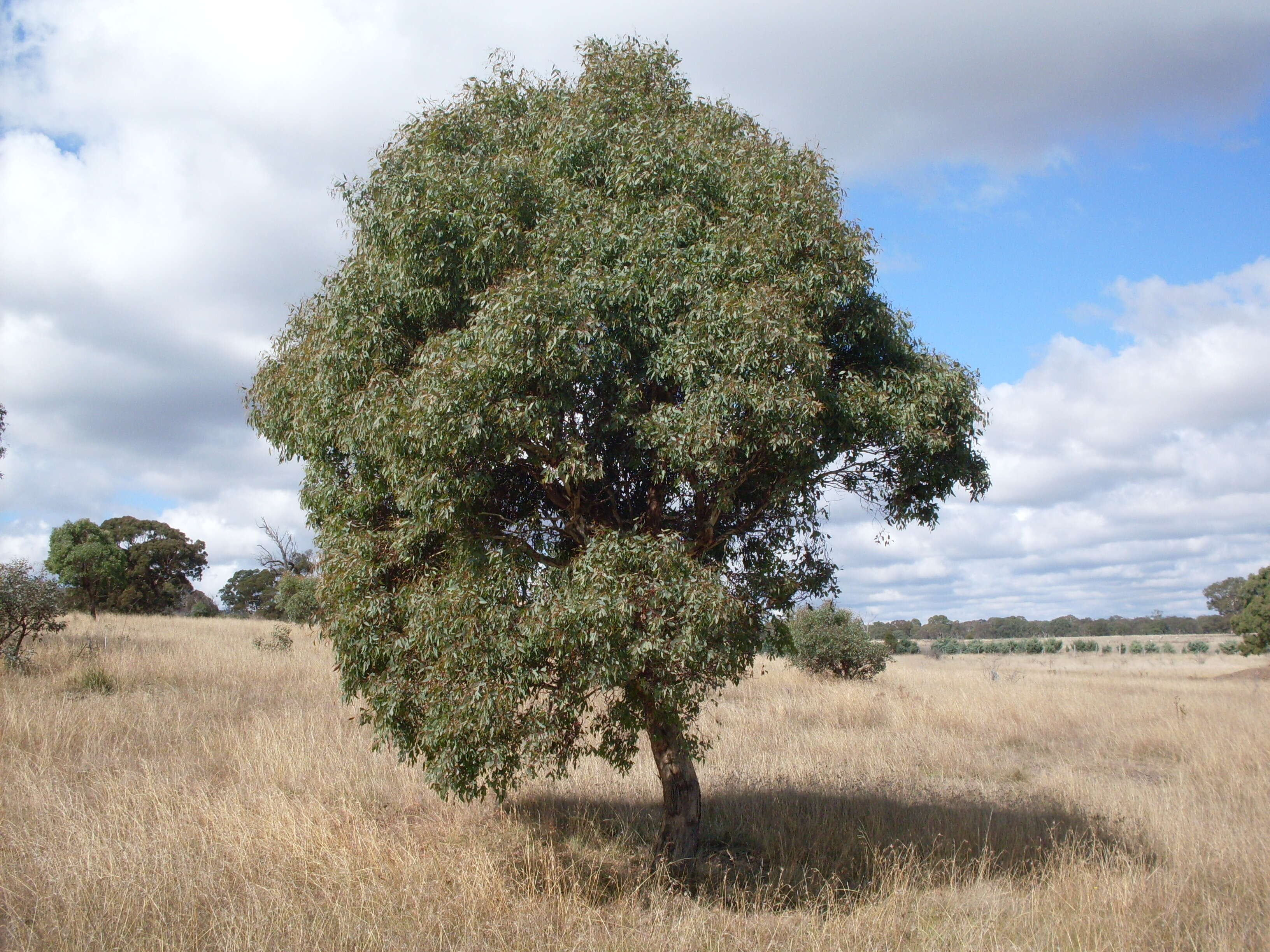 Eucalyptus melliodora A. Cunn. ex Schauer resmi